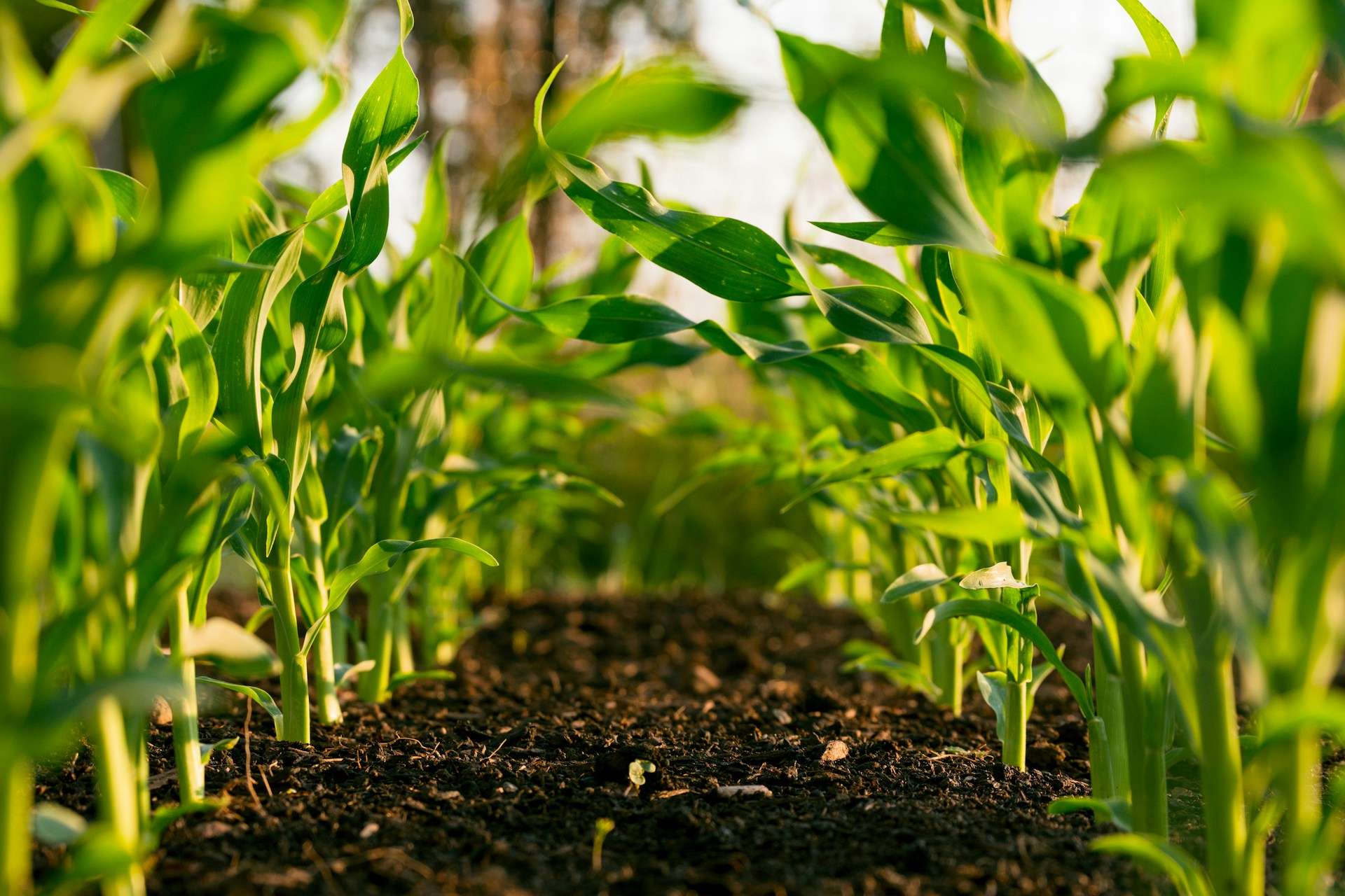 Plantas de un cultivo orgánico en pleno crecimiento | ProteinasMedellin.com